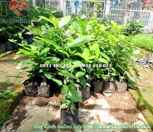 cây chim xanh trồng giàn – trang trí sân vườn và quán cà phê