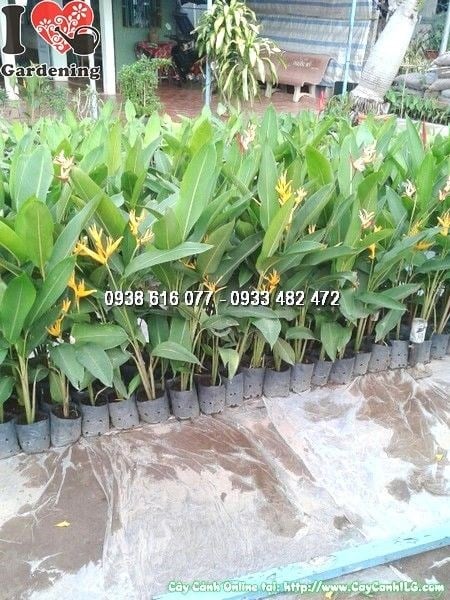 cây chuối mỏ két cao 35cm Ms 24633