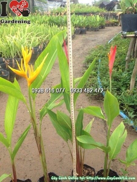 cây chuối mỏ két cảnh ngoại thất