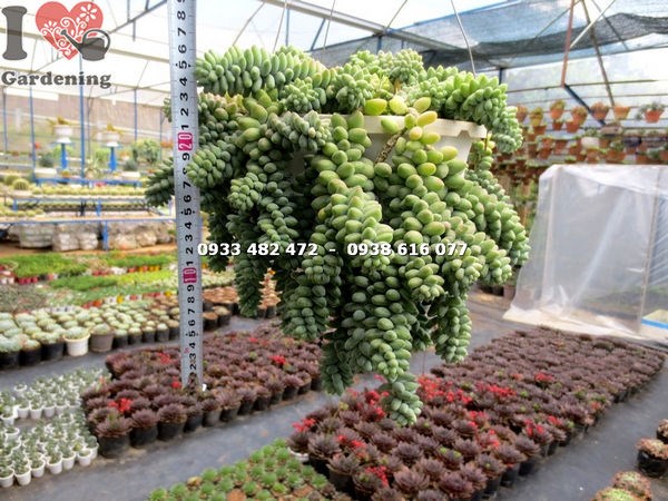 Cây chuỗi ngọc bi hạt tròn trồng chậu treo trang trí nội thất
