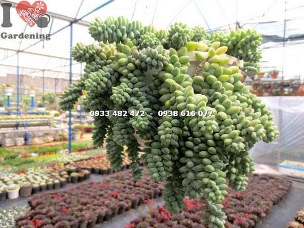 Cây chuỗi ngọc bi hạt tròn Ms 14215 tại vườn ILG