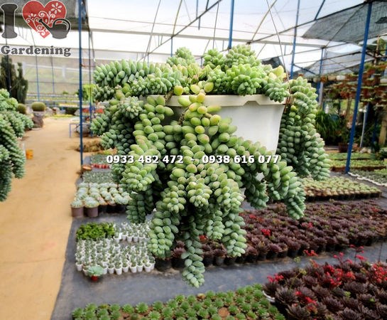 Chuỗi ngọc bi hạt tròn trồng chậu treo - chi tiết hạt tròn xanh mướt