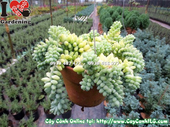 hình ảnh cây chuỗi ngọc bi ms 12827 ILG