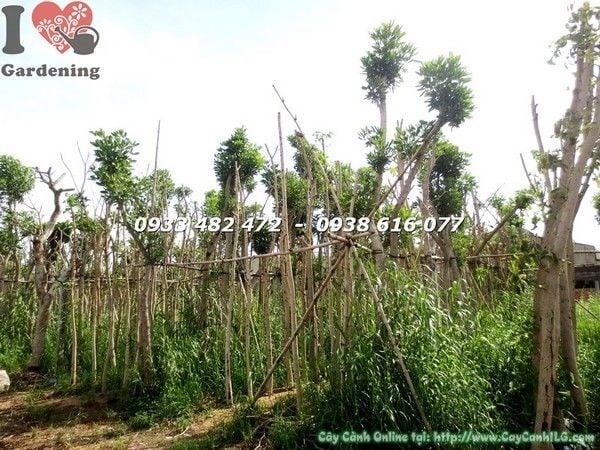 Hoa cây chuông vàng cao 6m - chùm hoa vàng rực rỡ - ILG