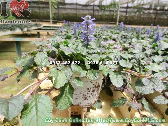 Cây cỏ bạc hà cao 10cm – cây thảo dược trang trí khuôn viên