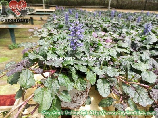 Cây cỏ bạc hà cao 10cm – lá xanh mướt thân thảo mềm mại