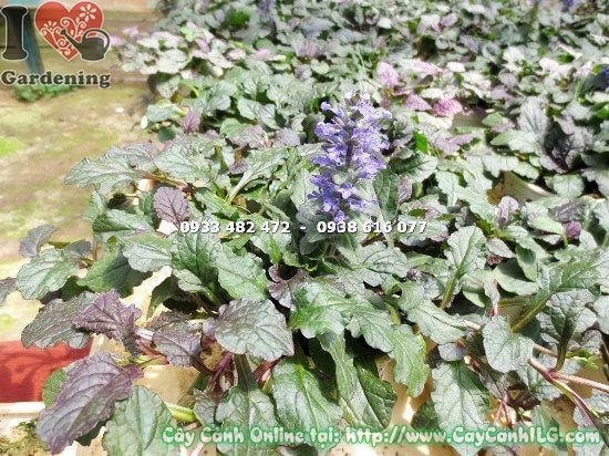 Cây cỏ bạc hà cao 10cm – trồng chậu ban công vườn thảo dược
