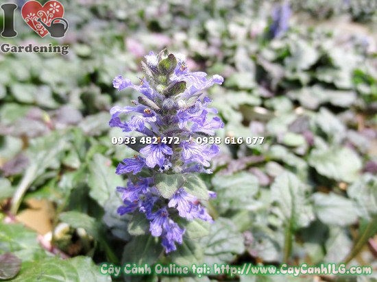 Cây cỏ bạc hà cao 10cm – đặc điểm lá và hoa tím