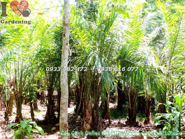 Cây cọ dầu cao 3m – cảnh quan uy nghi, thẳng đứng