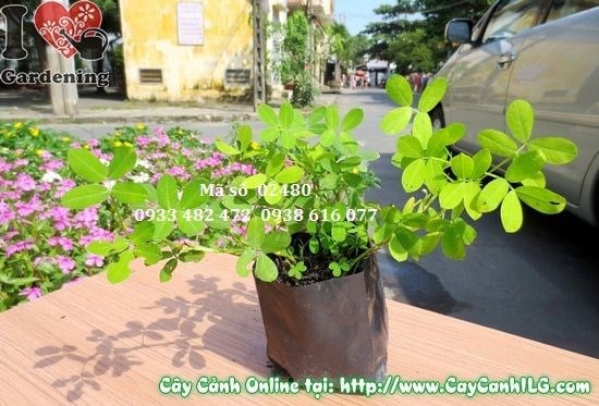 Hoa vàng cỏ đậu phộng nở rộ trên thảm xanh