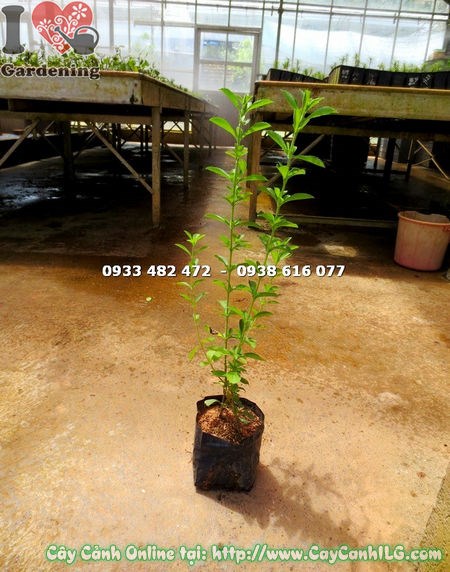 Cây cỏ ngọt giống cao 50cm – lá nhỏ xanh mướt, chứa hợp chất steviol ngọt tự nhiên