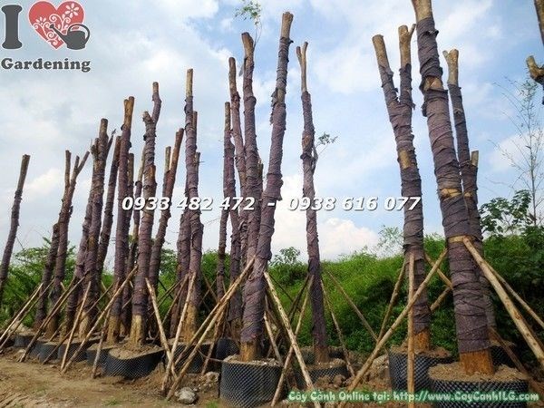 quy trình dưỡng cây công trình tại vườn ILG
