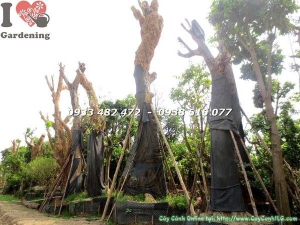dịch vụ vận chuyển cây công trình toàn quốc ILG
