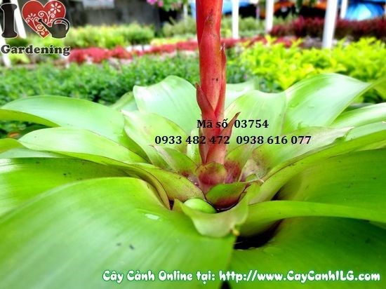 Cây cờ vàng 35cm – cụm hoa vàng đặc trưng
