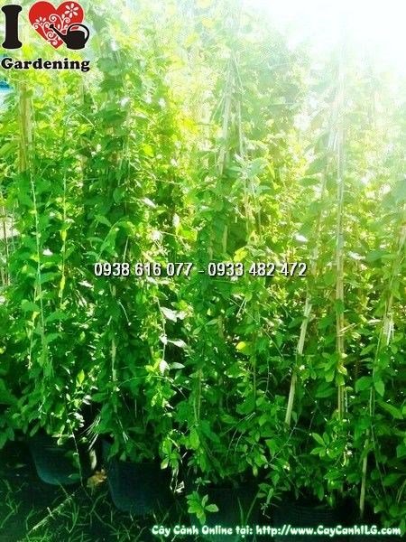 Cây Cúc Tần Ấn Độ – Vernonia elliptica – cây cảnh lá rủ đẹp cho sân vườn và cảnh quan