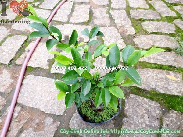 Cây Dạ Hợp Hương – chùm hoa nở trắng xanh, tỏa hương thơm ngát