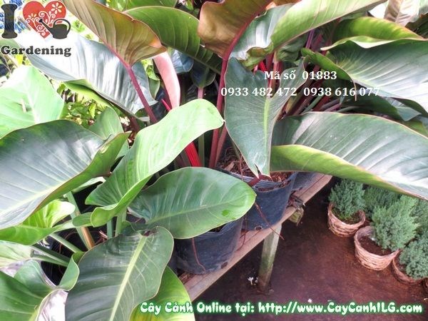 cây đại hoàng đế lá đẹp chăm sóc dễ phù hợp nội thất