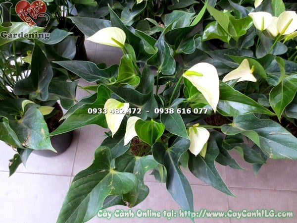 Đặc điểm hoa xanh cây đại hồng môn