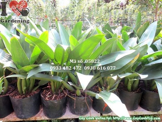 Cây Đại Phát Tài bày trí trang trí nội thất văn phòng
