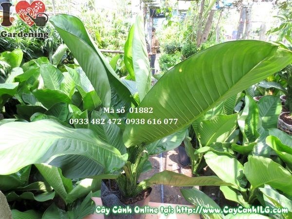 Lá cây đại phú 1m to xanh bóng đẹp – trồng nội thất văn phòng