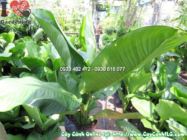 Cây Đại Phú Gia 80cm trong cảnh quan – thích hợp trồng sân vườn, lối đi
