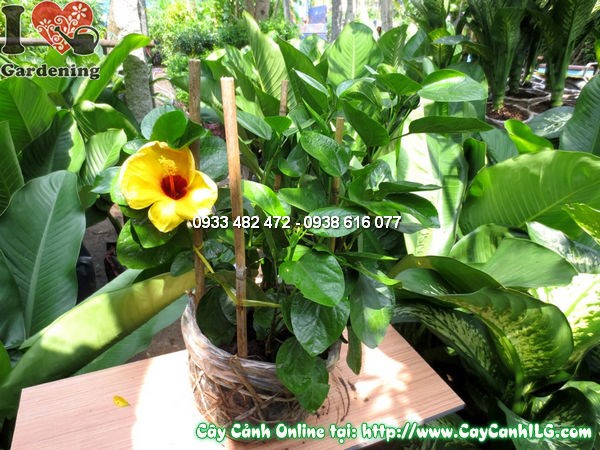 Chăm sóc cây dâm bụt mỹ 35cm – tưới nước đúng cách