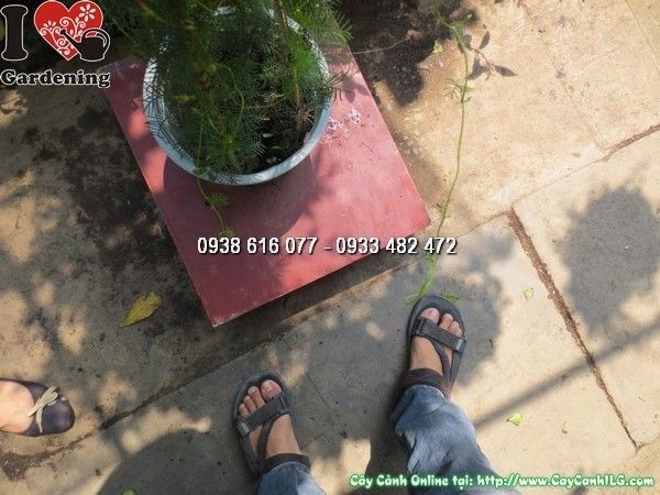 Cây da Nhật giống cao 20cm tại vườn ILG