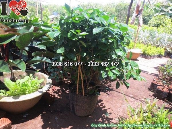 Cây dành dành hoa trắng đẹp tại vườn ILG