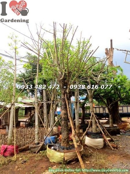 Cây đào tiên cảnh cao 3.5m đường kính 20cm tại vườn ILG