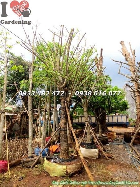 Hoa và quả cây đào tiên cảnh - vẻ đẹp đặc trưng