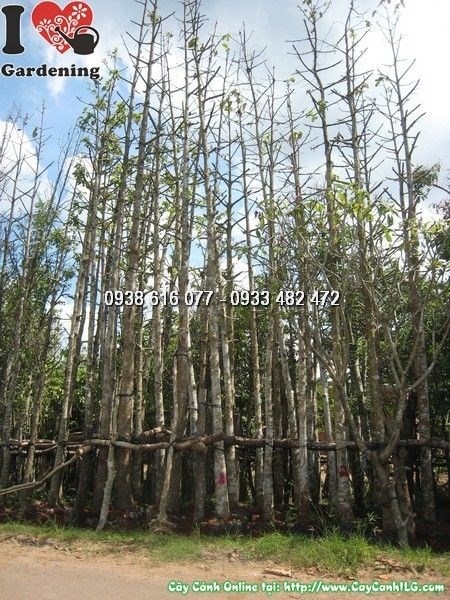 Cây dầu rái cao 6m đường kính 20cm – Ms 24344 – cây công trình lớn tại ILG