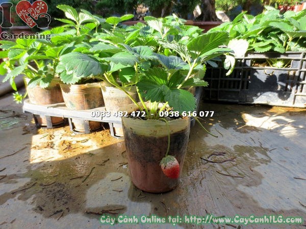 cây dâu tây có quả đỏ chín mọng cao 20cm