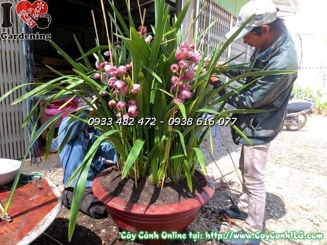 Chi tiết hoa địa lan Tết hồng - Ms 19817