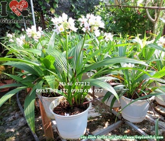 Cây địa lan trắng giống mới trồng chậu nội thất đẹp