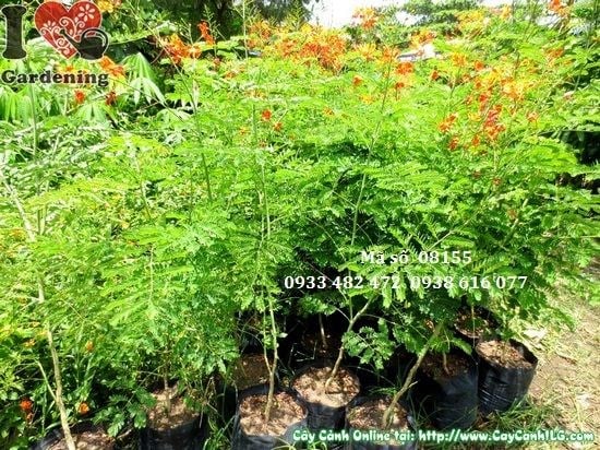 Hoa cây điệp cúng màu đỏ cam rực rỡ - cây kim phượng