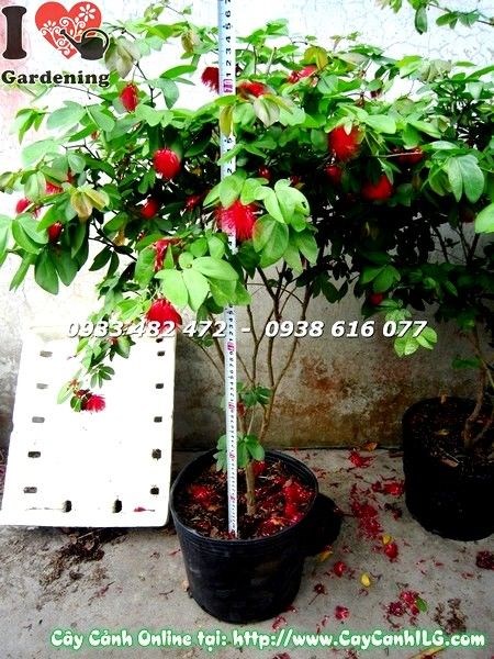 Cây Diệp Lào cao 77cm – điểm nhấn cảnh quan sân vườn