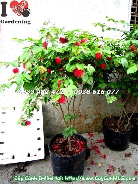 Lá và tán cây Diệp Lào cao 77cm