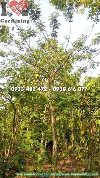 Cây Điệp Vàng Cao 3m – Cây bóng mát cảnh quan công trình