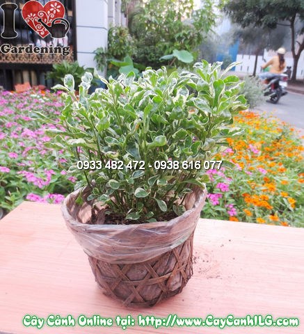 Cây diệu bò vằn trồng mảng công trình cảnh quan sân vườn