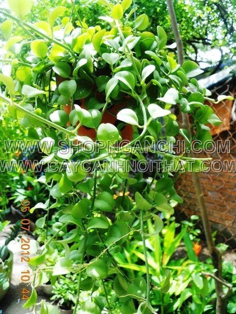 Cây đô la – loài cây phong thủy vượng tài lộc được ưa chuộng tại TP.HCM