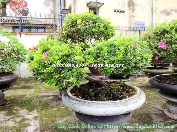Cây đỗ quyên bonsai đẹp cao 70cm dáng xiên nghệ thuật Ms 13003