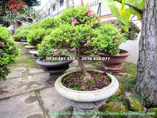 Chăm sóc cắt tỉa cây đỗ quyên bonsai đẹp cao 85cm