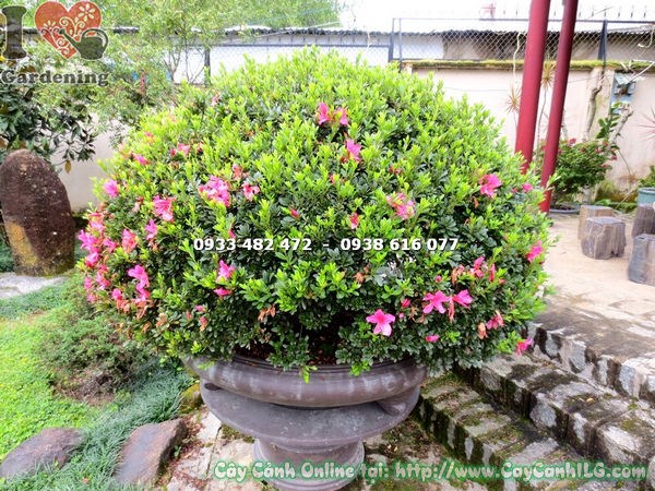 Cây đỗ quyên bonsai 90cm tán rộng đều gốc lớn hoa đẹp