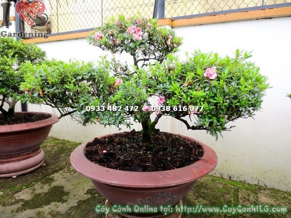 Gốc và tán cây đỗ quyên bonsai hoa hồng cánh kép 60cm nhìn toàn cảnh