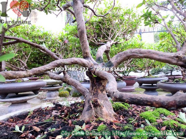 Hoa đỗ quyên màu hồng thanh nhã trên cây bonsai cao 65cm