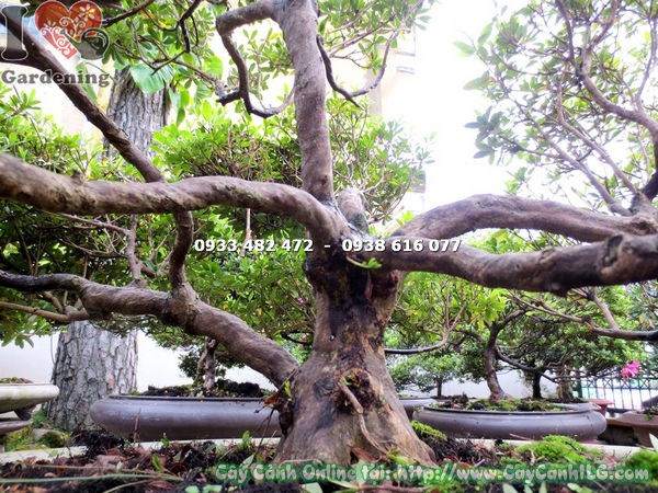 Cây đỗ quyên bonsai hoa hồng 65cm tán cân đối