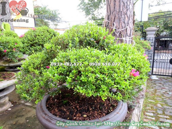 Cây đỗ quyên bonsai hoa hồng đậm 60cm phù hợp cảnh quan thương mại