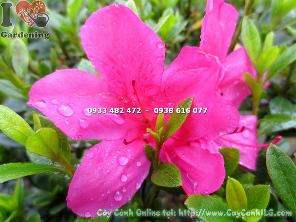 Cây đỗ quyên bonsai hoa hồng đậm cao 75cm Ms 13085 - ILG