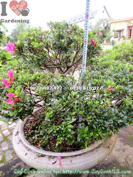 Đỗ quyên bonsai hoa hồng đỏ 65cm gốc đẹp tán cân đối