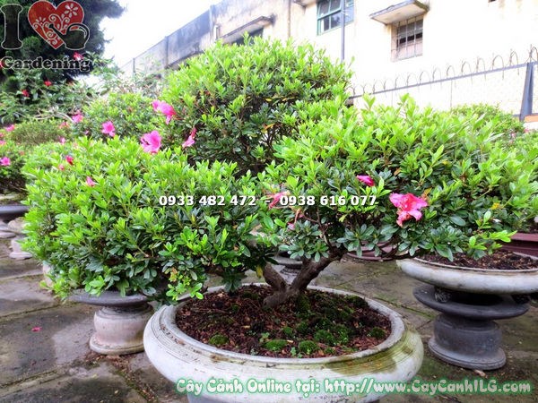 Cây đỗ quyên bonsai hoa hồng đỏ cao 70cm MS 16291 - ILG